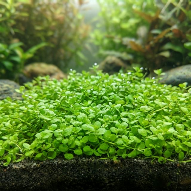 Micranthemum "Monte Carlo": The Easy Carpet