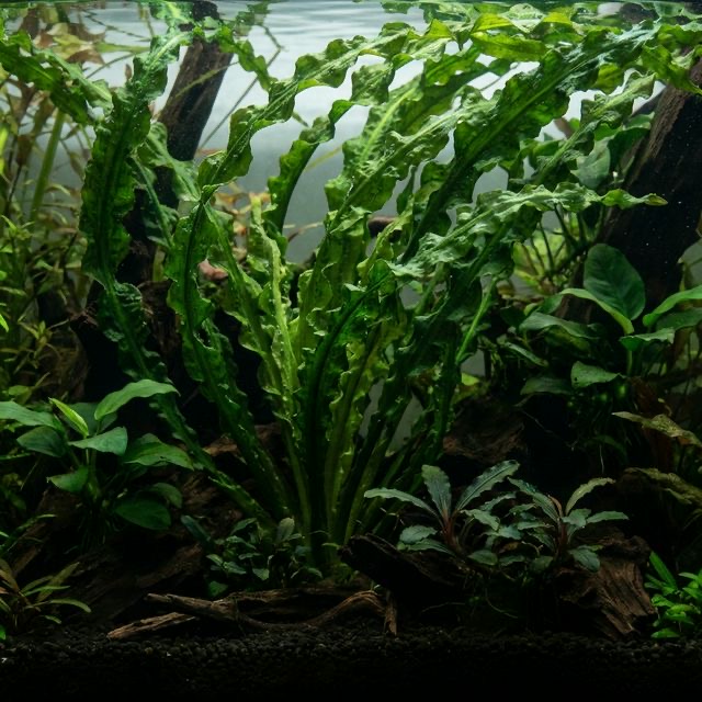 Narrow Crinum: Crinum calamistratum