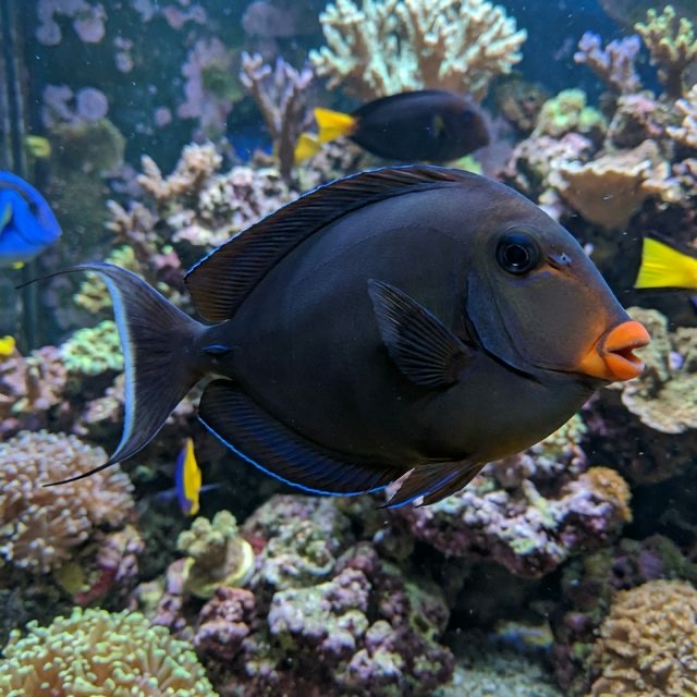Naso Tang (Lipstick Tang): Naso lituratus