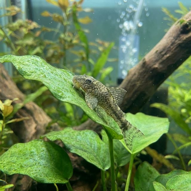 The Otocinclus Catfish: Otocinclus sp