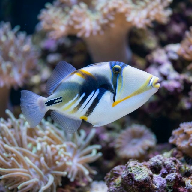 Picasso Triggerfish: Rhinecanthus aculeatus