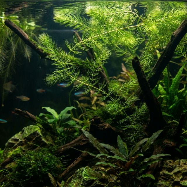 Rigid Hornwort: Ceratophyllum demersum