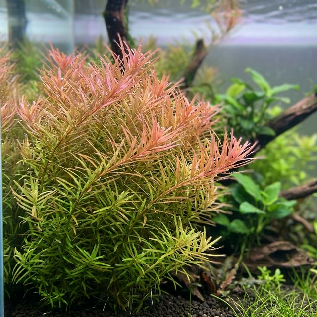 The Stem Classic: Rotala Rotundifolia