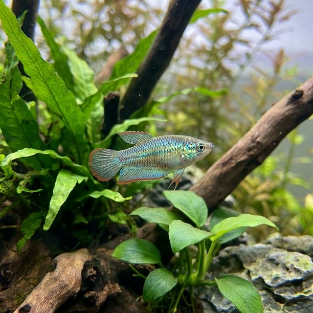 The Sparkling Gourami: Trichopsis pumila