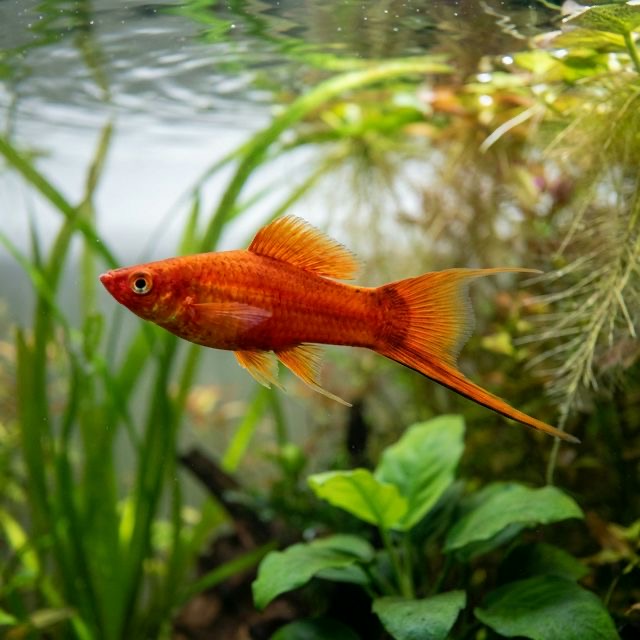 The Swordtail: Xiphophorus hellerii