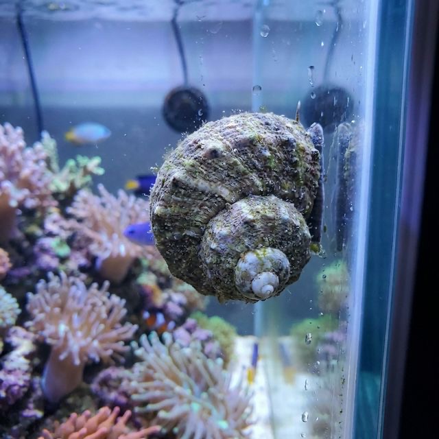 Mexican Turbo Snail: Turbo fluctuosa