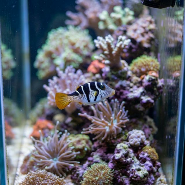 Valentini Puffer (Saddled Toby): Canthigaster valentini