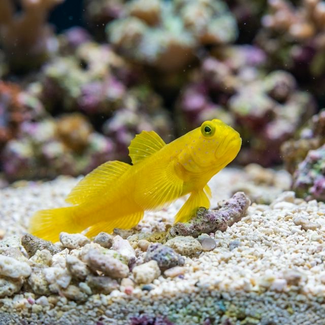 Watchman Goby