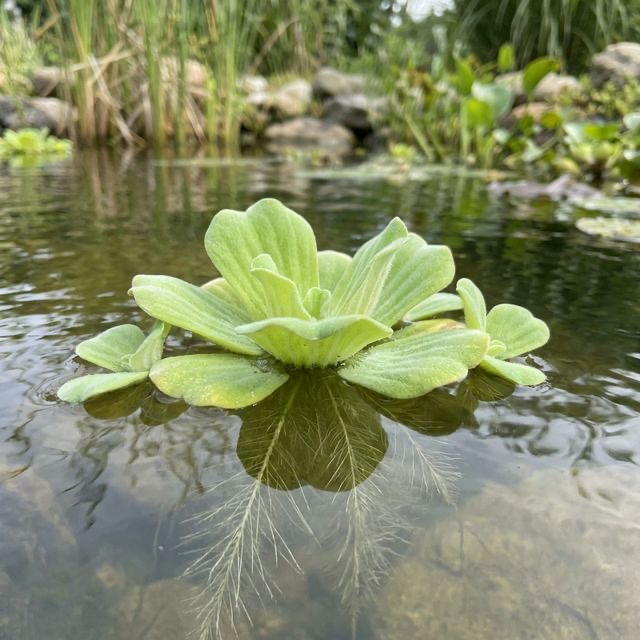 Dwarf Water Lettuce: Pistia stratiotes