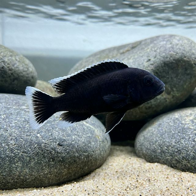 Acei cola blanca negro: Pseudotropheus elegans 'ngara'
