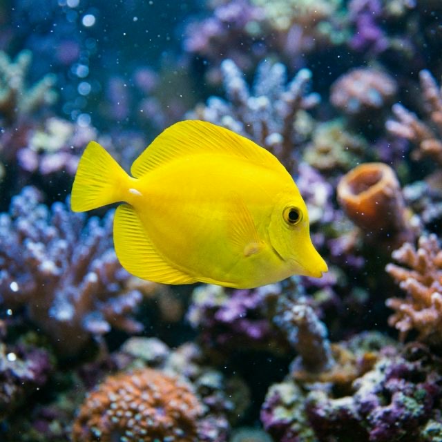Yellow Tang